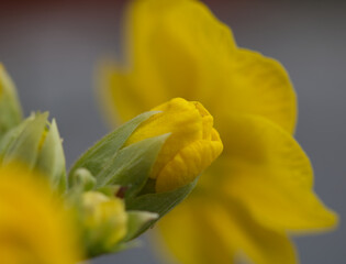 Yellow Spring Flowers in the garden ready to bloom