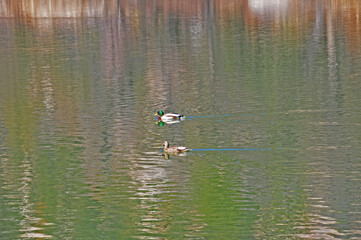 Mr. & Mrs. Mallard on Lake