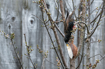 Garden wildlife as a starling bird, sturnus vulgaris, hanging upside down from tree branches and feeding from a coconut suet feeder