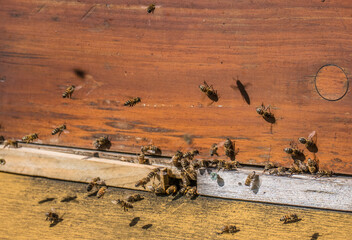 Bienenkästen am Waldrand im Frühjahr
