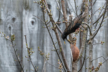 Garden wildlife as a starling bird, sturnus vulgaris, hanging upside down from tree branches and feeding from a coconut suet feeder