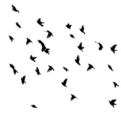 A flock of flying birds. Vector illustration