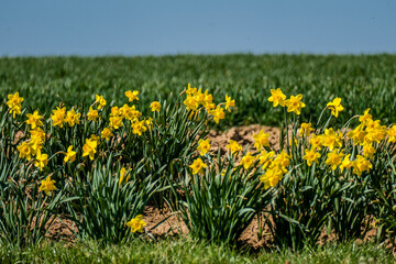 Osterglocken Anbau im Feld