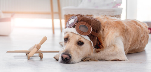 Golden retriever dog in pilot glasses © tan4ikk