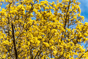 Naklejka na ściany i meble Blooming yellow bush against the blue sky 