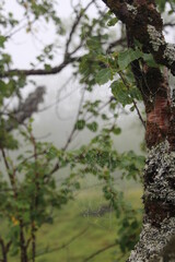 spider web at Hardangervidda national park, Norway