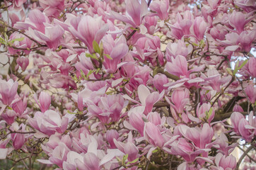Im April haben je nach Witterung die Magnolien ihren großen Auftritt im Park und verbreiten dann einen Hauch von Exotik und prachtvolle Blütenfülle.