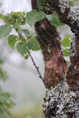 spider web at Hardangervidda national park, Norway