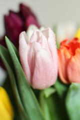 A bunch flowers of fresh multicolor tulips. Beautiful tulips in a bud with water drops. Selective focus