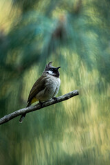 Himalayan bulbul or white cheeked bulbul bird portrait in natural green background at foothills of himalaya uttarakhand india