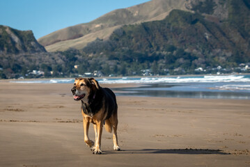 Retired New Zealand Huntaway sheepdog at a beach 