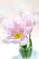 Obraz na płótnie Canvas Tender pink tulip bouquet in a transparent vase