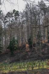Wiederaufforstung mit Jungbäumen im Nadelwald