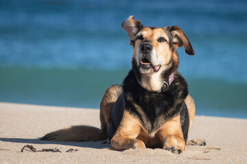 Retired New Zealand Huntaway sheepdog at a beach 