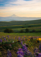 scenic view of mt hood from washington state over the rolling hills at dalles mt ranch with wild flowers in full bloom