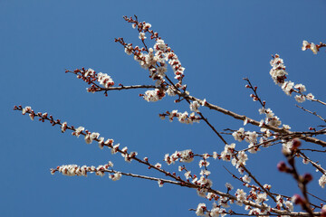 blooming apricot tree in spring
