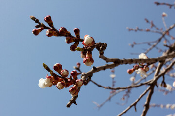 branch of a tree with flowers