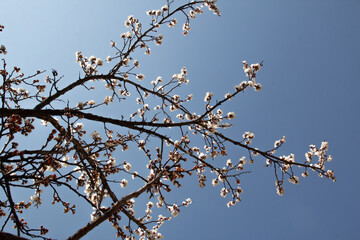 branch of a tree with flowers