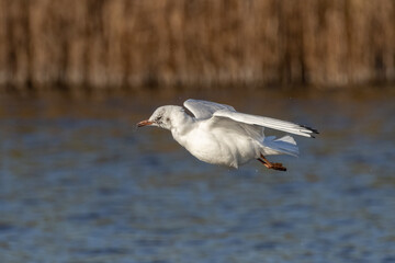 seagull in flight twisted neck 2