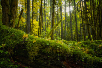 Fototapeta na wymiar Peaceful magical forest scene fall near lower lewis falls in gifford pinchot national forest