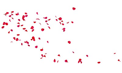 Rose petals fly along. Isolated white background. Festive flower preparation
