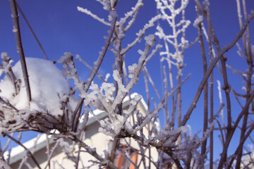 Close up of branches covered in snow