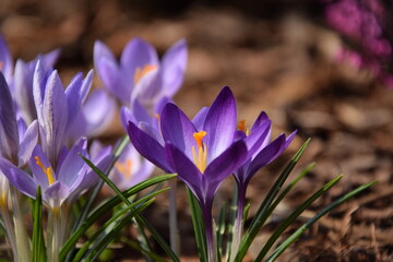 Spring background with crocuses
