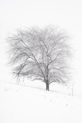Fototapeta na wymiar Lone snowy tree in the fog located on the Yakima Indian Reservation