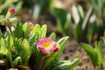 Primula blooming flowers in spring garden