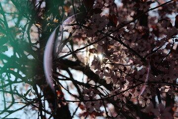 almond blossom in spring with sun flare