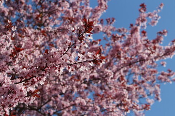 almond blossom in spring