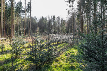 Wiederaufforstung mit Jungbäumen im Nadelwald