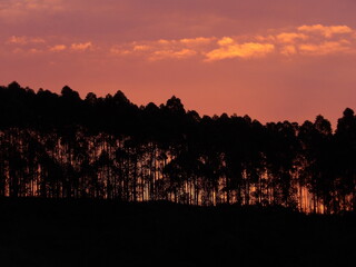Sunset - Trees