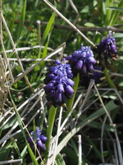 Muscari flowers, purple grape hyacinth