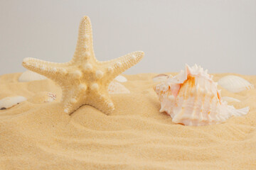 Fototapeta na wymiar Starfish and seashell on the sand