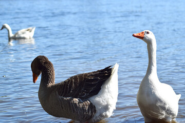 Beautiful panorama of oca and geese in the lake