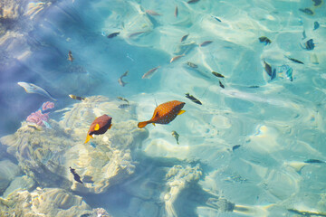Crystal turquoise water of the Red sea. Background of the Red Sea water surface. Top down view of...