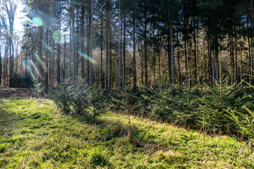 Wiederaufforstung mit Jungbäumen im Nadelwald