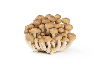 Bunch of brown beech mushrooms isolated on white.