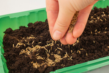 A woman's hand is planting seeds for seedlings