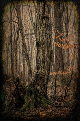 Misty mysterious forest landscape in early spring. Nature of New England, USA	