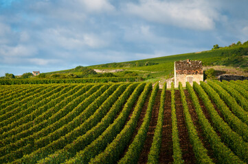 Cabotte dans les vignes du Clos des Avaux, Beaune, en Bourgogne