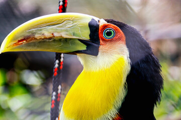 Tucano Zoo São Paulo - Brasil 