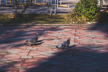 Pigeons on the sidewalk during a sunny day