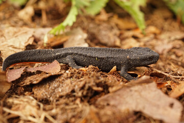 Closeup of the critical endangered, Mangshan Crocodile Newt, Tylototriton lizhenchangi