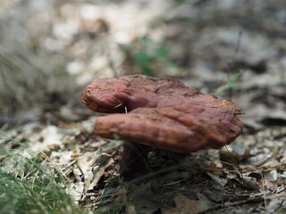 Mushroom