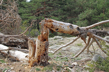 Trees fallen in the middle of the forest