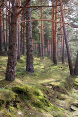 Fototapeta premium Wild pine forest at sunset 