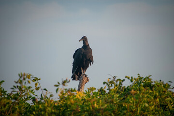 ave urubu parado en un arbol posando en el atardecer