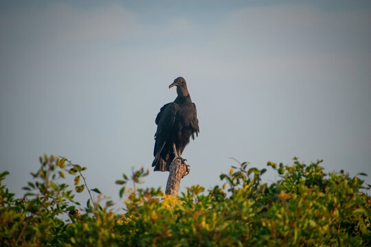 ave urubu parado en un arbol posando en el atardecer